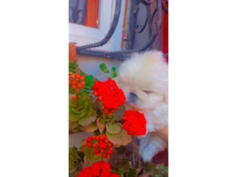 Yavru pekinez köpekler