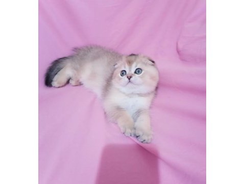 Orjinal scottish fold golden ny25