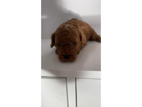 Süper kalite toy poodle yavrular sahiplerini bekliyor