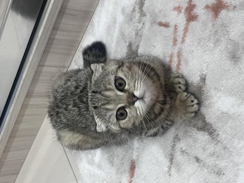 3 minik scottish fold yavrumu sahiplendirmek istiyorum