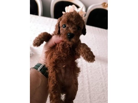 Toy poodle yavrularımız