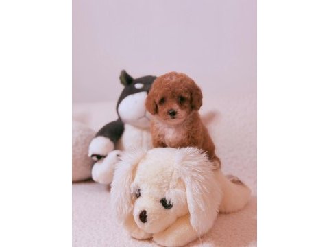İzmirin toy poodle yavrusu