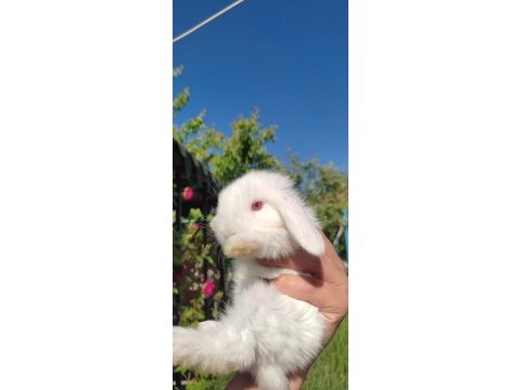 3 haftalık temiz hollanda lop tavşan yavruları