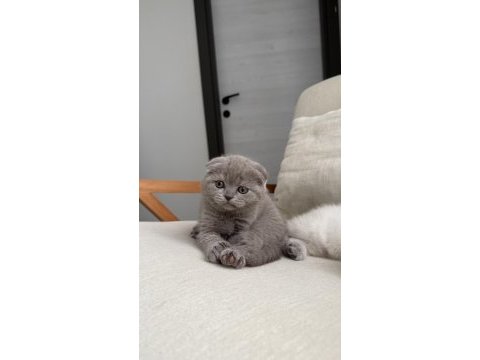 Scottish fold kedisi 55 günlük