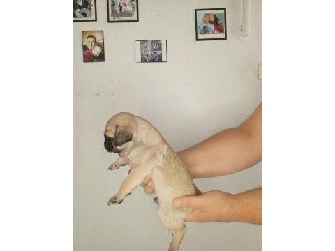 Oyuncu pug bebekler