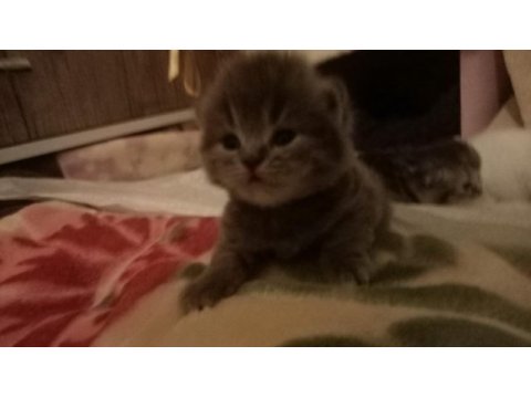Zeka küpü british longhair