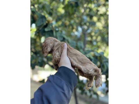 Çok güzel cocker köpekler sütten yeni kesildi