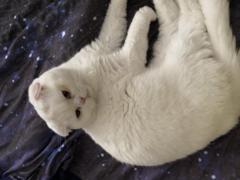 Erkek scottish fold 1 yaşında