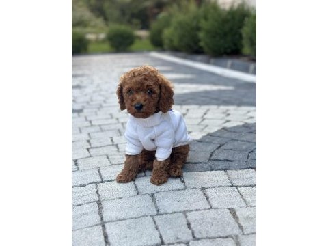 Kilo garantili toy poodle yavrularımız