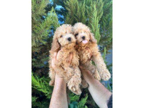 Maltipoo yavrular adrese gönderim ve kapıda ödeme vardır