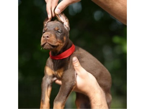 Evinizin yeni üyesi doberman kapıda ödeme vardır