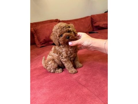 Toy poodle sıfır boy yavrular kore kan
