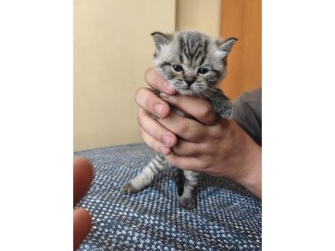 British shorthair son kalan yavrularımız