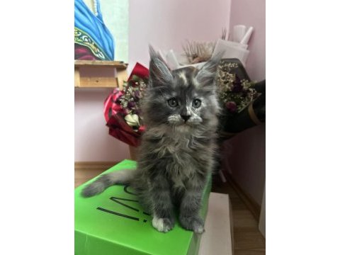 25.10 doğumlu teslime hazır maine coon yavruları