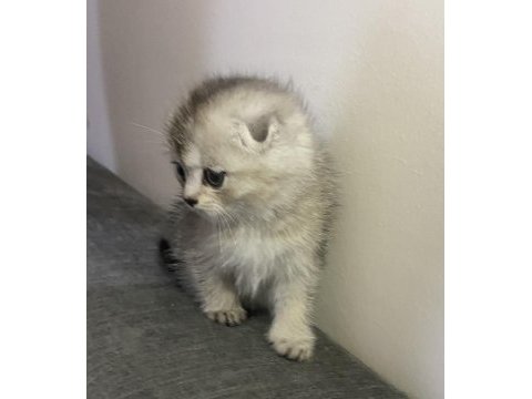 Boncuk yeni yuvasını arıyor scottish fold
