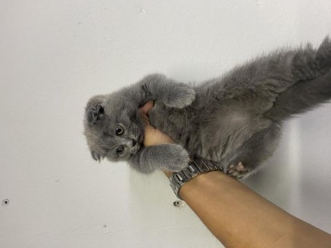 Scottish fold yavruları