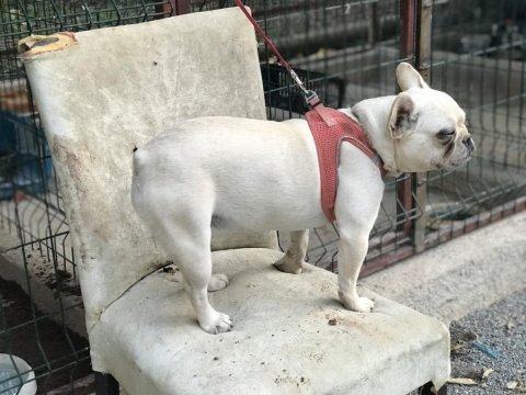 Krem platinyum french bulldog yavrular