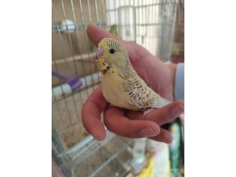 Yeni yeme düşen jumbo muhabbet kuşu yavrular
