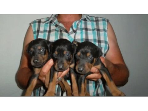 Harika kalitede doberman yavruları