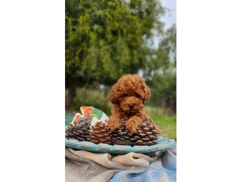 Şecereli dişi ve erkek toy poodle yavrularımız