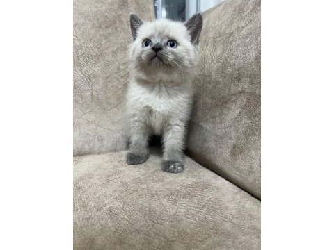 Safkan british shorthair ayı surat top kafa bebiş