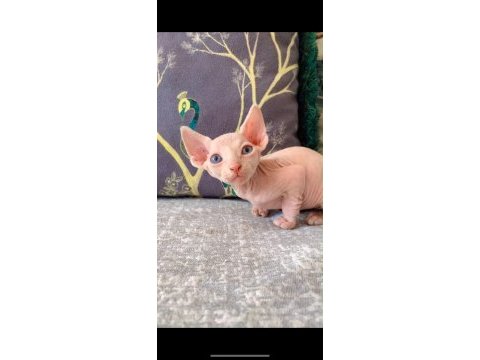 Eşsiz sphynx yavrularımız