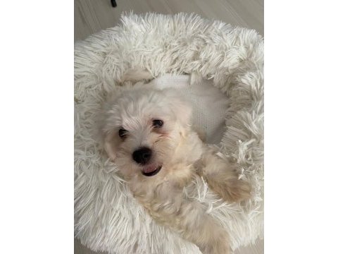Maltese terrier köpeği