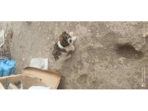 Süs köpeği yer niğde merkez