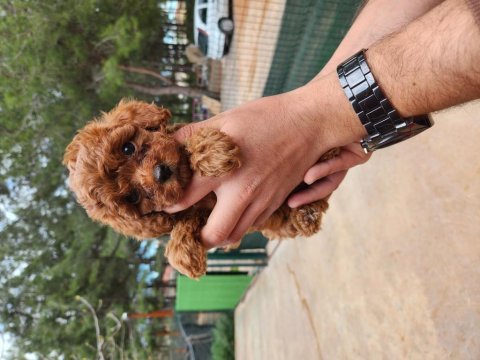 Toy poodle
