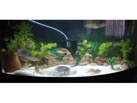 1 metrelik bombeli mobilyalı akvaryum full