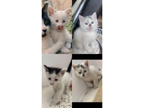Minnoşlar tekirler