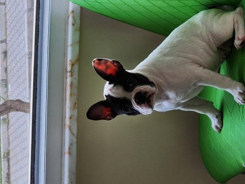 Fransız bulldog yavrularımız yeni yuvalarına hazırlar