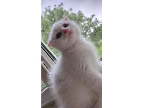 Scottish fold dişi hemen teslim