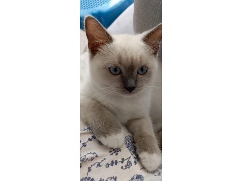 Mitted bebek kedilerim güzel ailelerini bekliyor