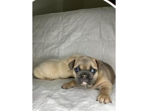 Türkiyenin en iyi french bulldog yavrularından