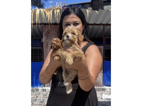 Ufacık maltipoo yavrularım