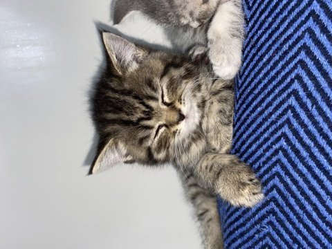3 tane british shorthair yavrum var