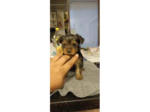 10 temmuz doğumlu orjinal yorkshire terrier yavruları