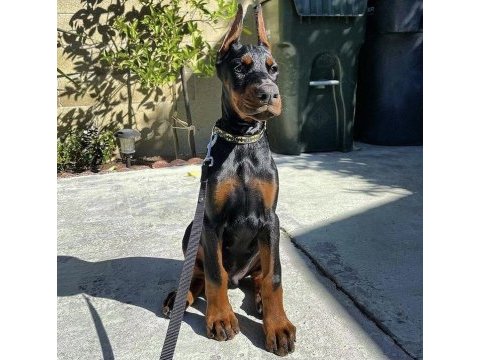 İsteğe özel estetik dobermanlar