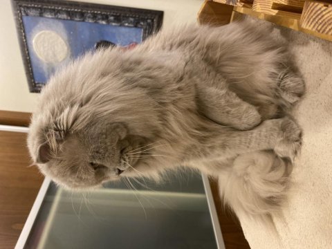 Safkan longhair artık bakamadığımdan sahiplendiriyorum