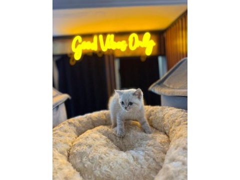 Orjinal baby face british shorthair blue point bebeklerimiz