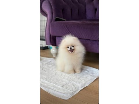 Ayı surat pomeranian boo