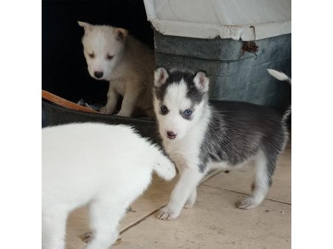 Ankara çankayadan safkan husky sibirya kurt yavruları