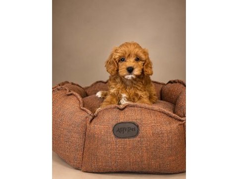 Babyface maltipoo yavrularımız