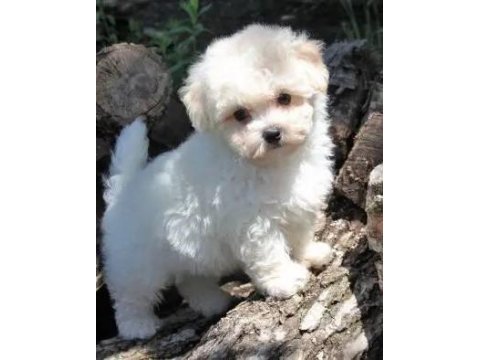 Maltese terrier yavrularımız aynı gün teslimat