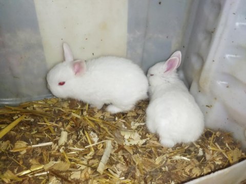 Cüce tavşan yavrularımız