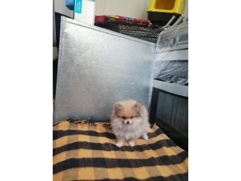 Pomeranian köpeği