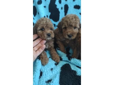 Toy poodle kalitesinde maltipoo yavruları 