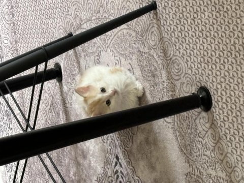 Sahiplendirilecek sarman yavru kedi çok tatlı