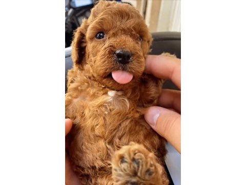 Toy poodle evinizin maskotu olacak